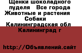 Щенки шоколадного пуделя - Все города Животные и растения » Собаки   . Калининградская обл.,Калининград г.